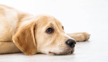 Güzel Golden Retriever köpeği