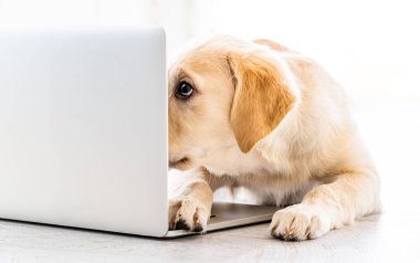 Güzel köpek dizüstü bilgisayara bakıyor.