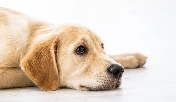 Lovely golden retriever dog — Stock Photo, Image