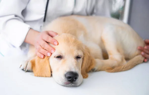 Söt hund på veterinärkliniken — Stockfoto