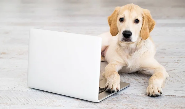 Симпатичная собака рядом с ноутбуком — стоковое фото