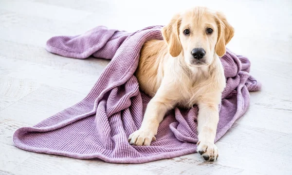 Yatak örtüsüne sarılmış köpek. — Stok fotoğraf