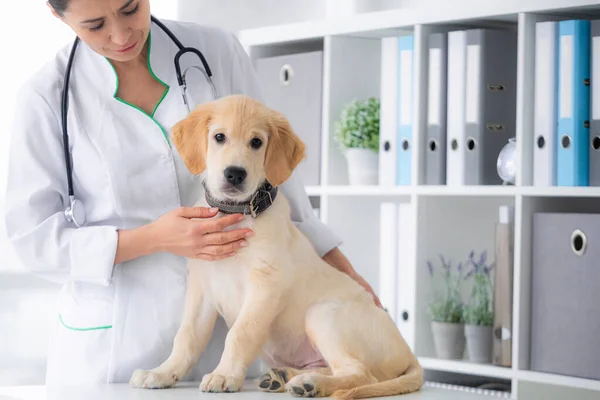 Lindo perro joven — Foto de Stock