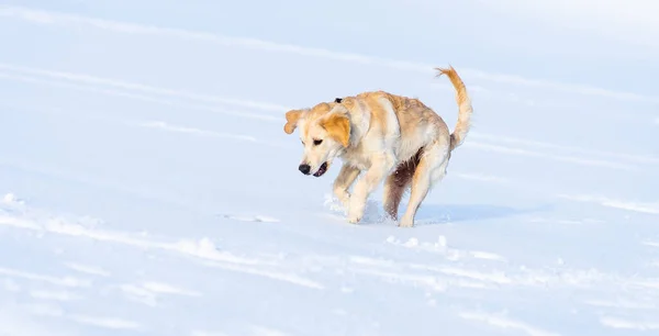 Charmant chien sautant dans la neige — Photo