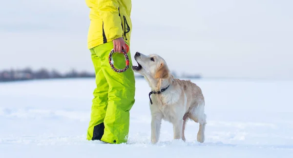 女性の足と犬の足 — ストック写真