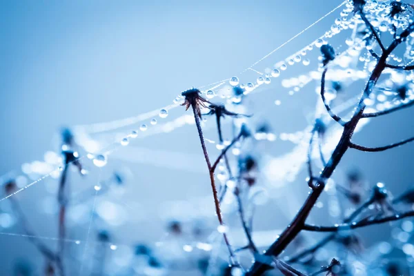 Morgondagg på nättrådar — Stockfoto