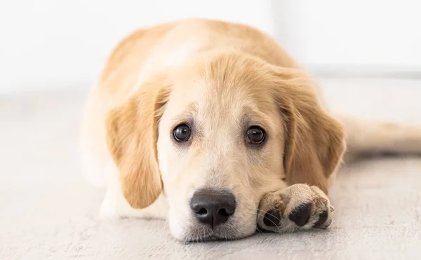 Nice muzzle of golden retriever — Stock Photo, Image