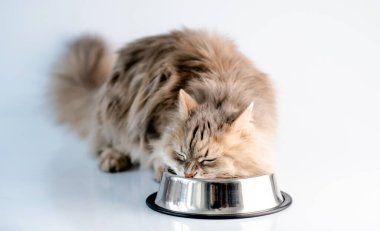 Kabarık kedi kaseden yiyor.