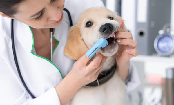 Veterinär rengöring hund tänder — Stockfoto