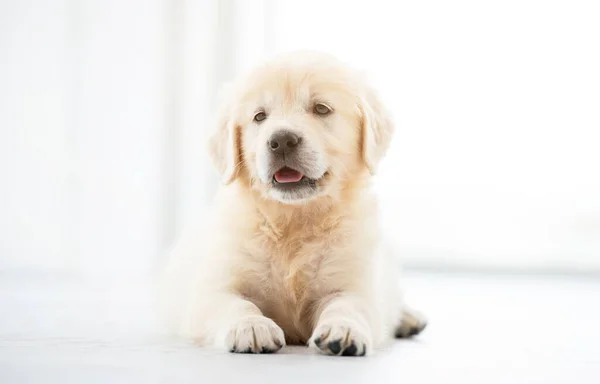 Sweet retriever puppy — Stock Photo, Image