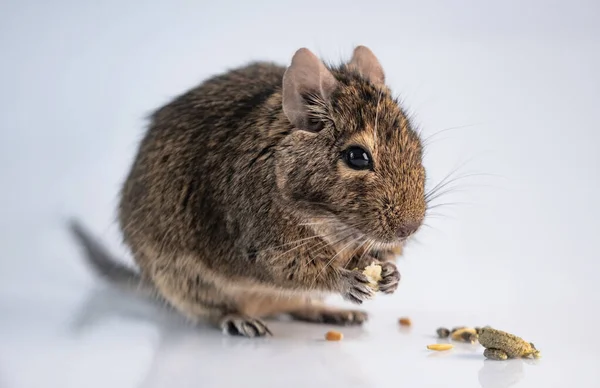 Squirrel degu makan — Stok Foto