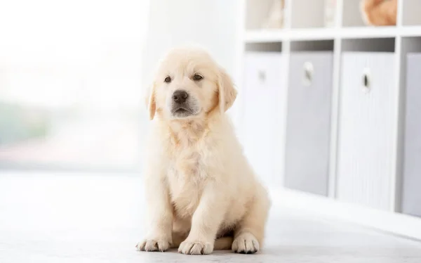 Divertente cucciolo retriever — Foto Stock