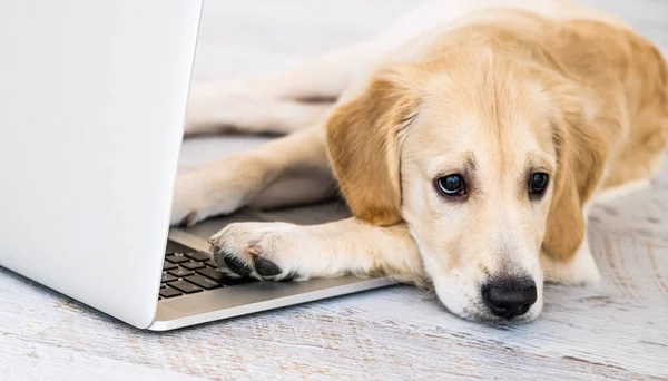 Симпатичная собака рядом с ноутбуком — стоковое фото