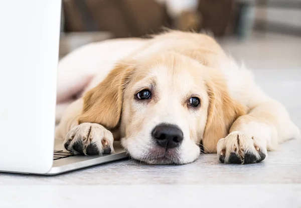 ラップトップの近くのかわいい犬 — ストック写真