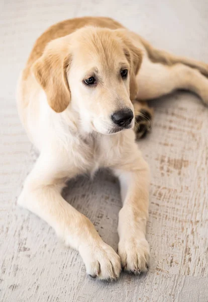 Cão bonito no chão — Fotografia de Stock