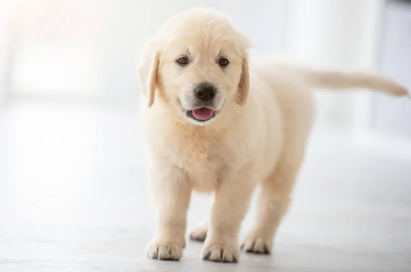 Cute puppy standing on floor — Stock Photo, Image