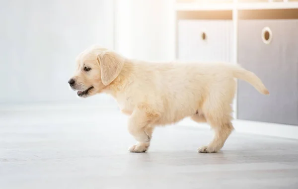 Giovane cane da recupero — Foto Stock