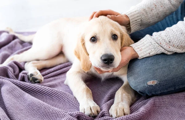 Härlig ung hund hemma — Stockfoto