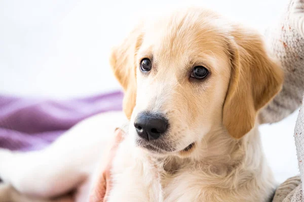 Lovely young dog at home — Stock Photo, Image