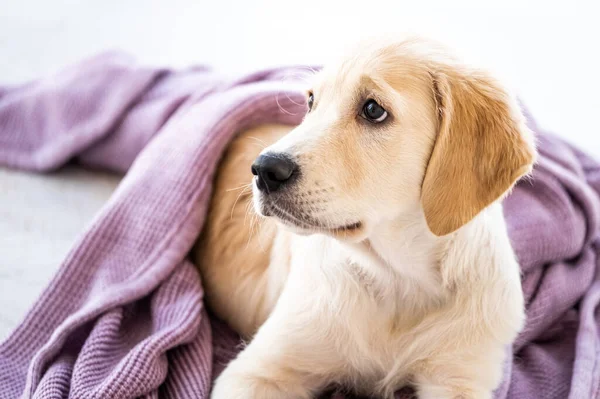 Yatak örtüsüne sarılmış köpek. — Stok fotoğraf