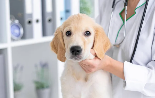 Söt hund i veterinärskåp — Stockfoto