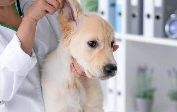 Orejas de perro — Foto de Stock