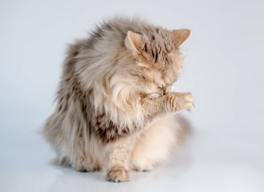 Sevimli kedi pençelerini yalıyor.