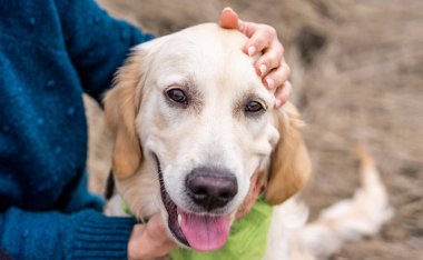 Golden retriever 'ın şirin ağızlığı.