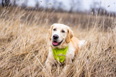Otların arasında güzel bir köpek