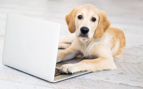 Собака с ноутбуком на полу — стоковое фото