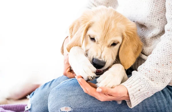 Retriever na kolanach żeńskich — Zdjęcie stockowe