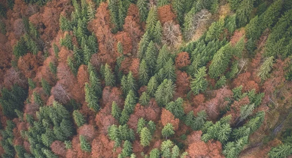 Bosque de otoño con estilo —  Fotos de Stock