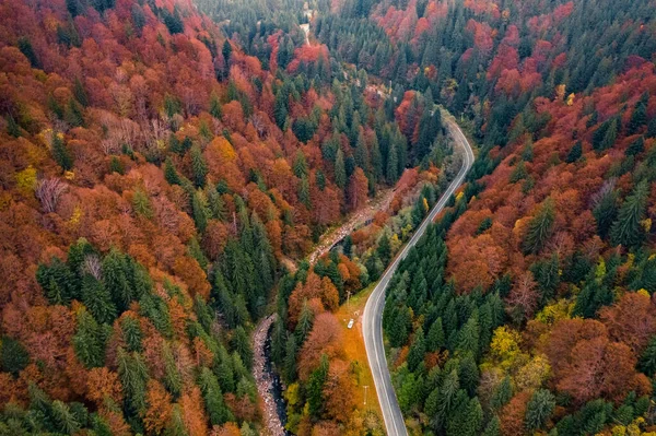 Pintoresco bosque con carretera —  Fotos de Stock