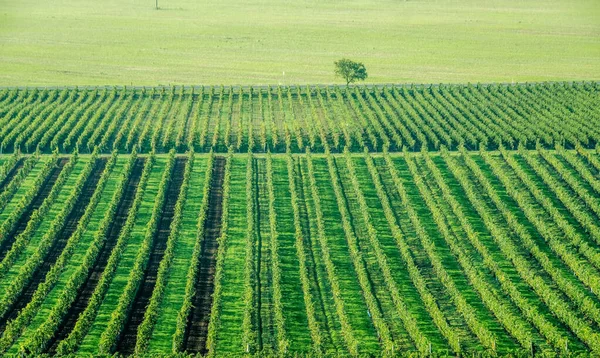 Plantio de uvas para luz do sol — Fotografia de Stock