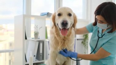 Veteriner kliniğinde Golden retriever köpeği