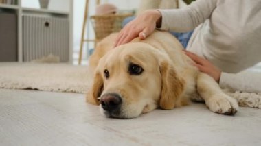Golden retriever köpeği kız sahibinin ellerinin tadını çıkarıyor.