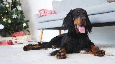 Scottish setter dog near christmas tree