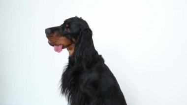 Beyaz arkaplanda İskoç köpek