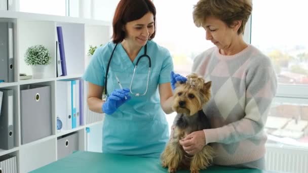 Veterinarian preparing injection for yorkshire terrier dog — 图库视频影像