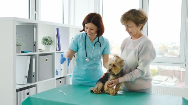 Mujer veterinario haciendo inyección a yorkshire terrier — Vídeos de Stock