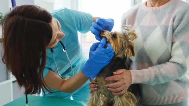 Veterinaria revisando los dientes de yorkshire terrier — Vídeo de stock
