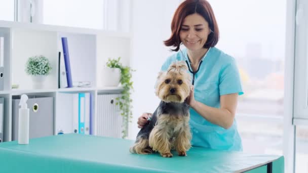 Yorkshire terrier perro durante cita veterinaria — Vídeo de stock