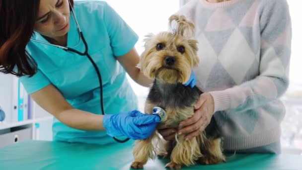 Vet checking yorkshire terrier dog using stethoscope — стоковое видео