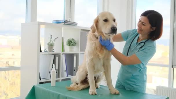 Veteriner kliniğinde Golden retriever köpeği — Stok video