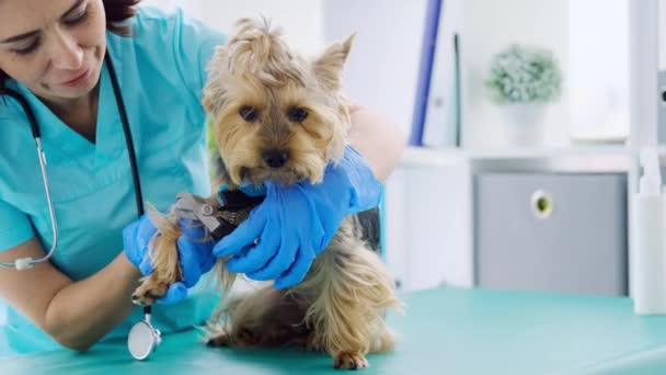 Veterinario recorte yorkshire terrier perro garras — Vídeos de Stock