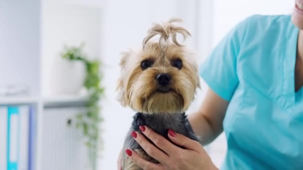 Yorkshire cane terrier durante appuntamento veterinario — Video Stock