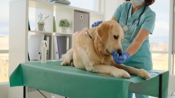 Golden retriever hund i veterinær klinik – Stock-video