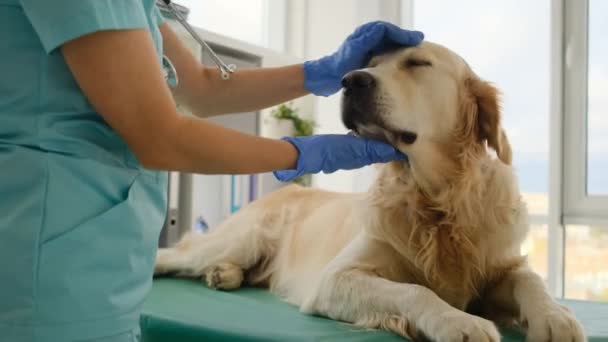 Golden retriever perro en clínica veterinaria — Vídeos de Stock