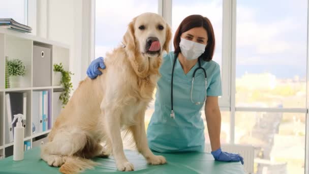 Golden retriever hond in veterinaire kliniek — Stockvideo