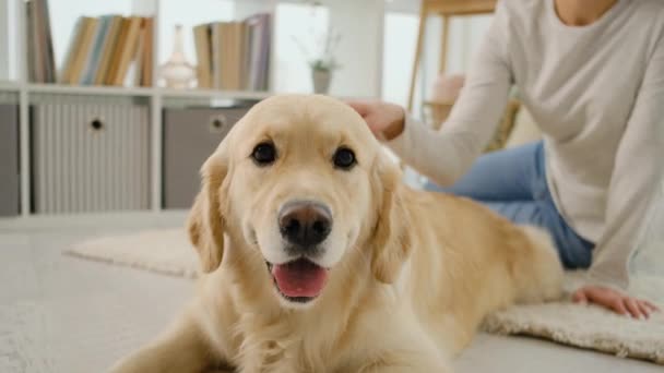 Golden retriever köpeği kız sahibinin ellerinin tadını çıkarıyor. — Stok video